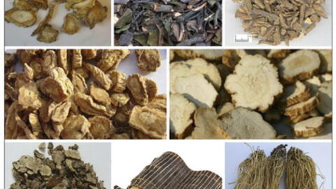 Bài thuốc “Độc hoạt tang ký sinh” trị bệnh cơ xương khớp