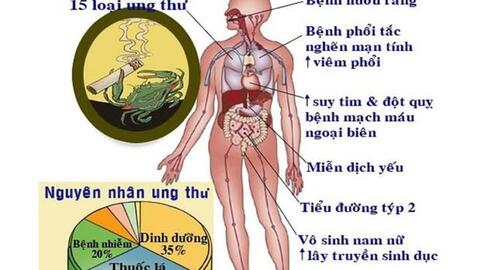   TÁC HẠI CỦA THUỐC LÁ – KẺ THÙ THẦM LẶNG CỦA SỨC KHỎE  