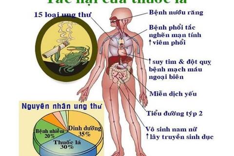 ​  TÁC HẠI CỦA THUỐC LÁ – KẺ THÙ THẦM LẶNG CỦA SỨC KHỎE  ​
